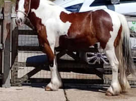Here i have a half bred cob she is a lovely pony so sweet