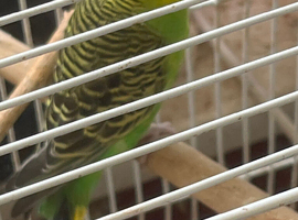 One year old little green budgie