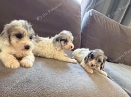 Stunning cockpoo puppies