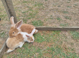 4 bucks 9wks old ready now