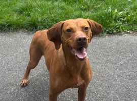 4 Year Old Male