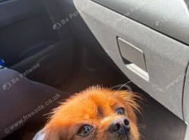 King Charles&rsquo;s cavalier