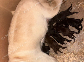 Kc registered Labradors