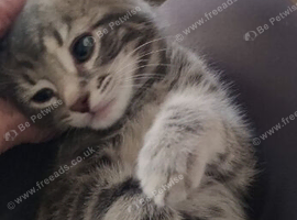 Gorgeous Tabby kittens 9 weeks