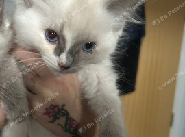 Ragdoll kitten female available
