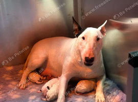 Stunning English bull terrier puppies for sale