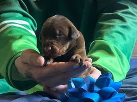 Outstanding pedigree Doberman puppy&rsquo;s