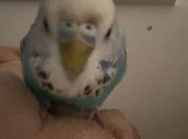 Female budgie for sale