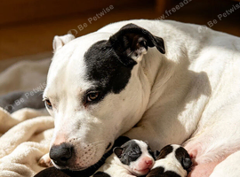 Staffy puppy
