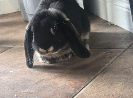 Mini lop bunnies