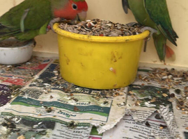 2 love birds pair