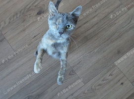 Gorgeous dilute calico