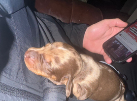 6 dachshunds for sale