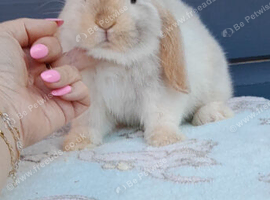Superfriendly mini lop rabbit ready now