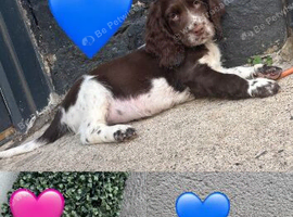 Cocker spaniels