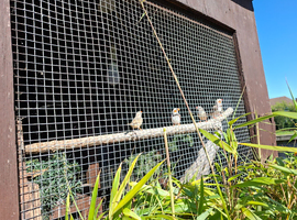 Zebra finch pairs