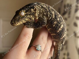 2 young leachianus geckos for sale