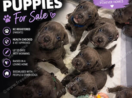 Cane corso puppies