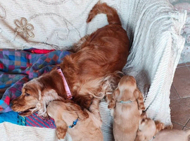 Quality DNA Cocker Spaniel Puppies Boys-Girls
