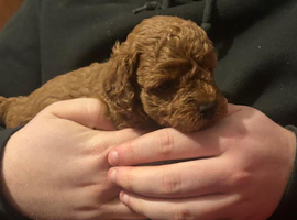 Fox red boy Royal Kennel Club registered, prcd pra clear. Parents are both family pets.
