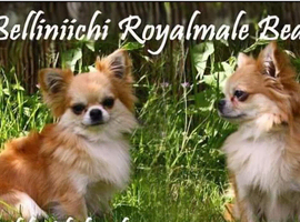 Beautiful golden sabel boy