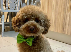 Beautiful Toy Poodle for stud