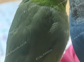 Pacific Parrotlets for sale in Cats Common | Freeads Pets