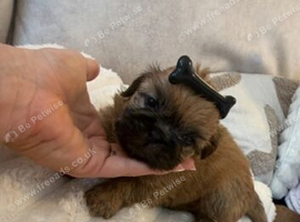 Two Beautiful Shih Tzu Puppies