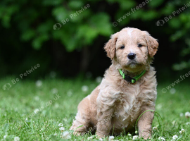 *Ready now* Health Tested Goldendoodles