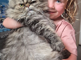 2 beutiful male Persians
