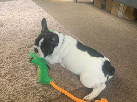 Bruno