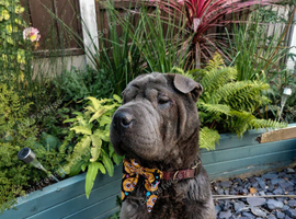 Two year old male shar pei