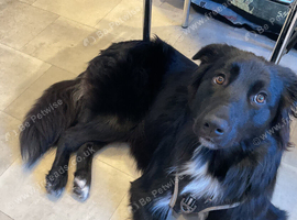 Hi I&rsquo;m Oreo a one year old Collie