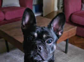 3 year old frug to stud