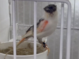 2025 harlequin pair ready for breeding