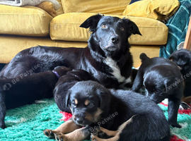 Border collie cross german shepherd Rottweiler