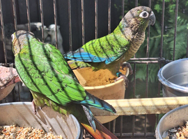 Trio  beautiful conures