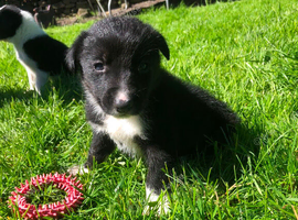 Border Collie Puppies