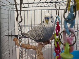 Budgie