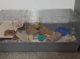 Female syrian hamster full set up 8 months old
