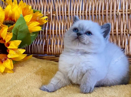 OUTSTANDING PURE BRED BSH TEDDY BEARS (READY 17TH OCTOBER)