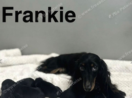Frankie black tan and black girls and boys ready now