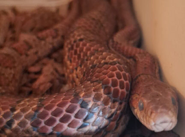 Corn snake with complete viv set up