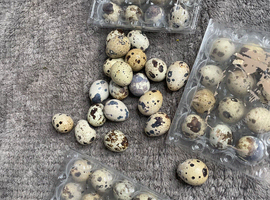 Coturnix Quail eggs for hatching or eating
