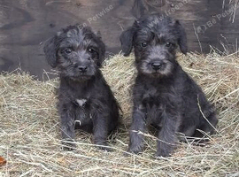 Bedlington terrier x border terrier