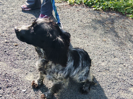 7 month Cocker spaniel