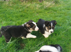 Lovely Border Collie puppies