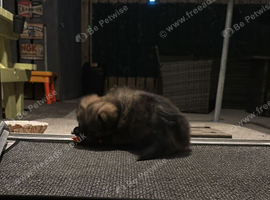 14 weeks old