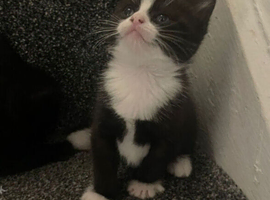 Kitten