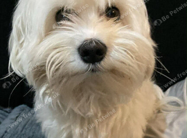 Loving Home Wanted for My 7-Year-Old Maltese